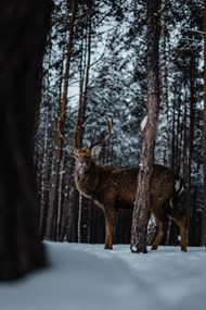 冬季树林野生藏羚羊精美图片