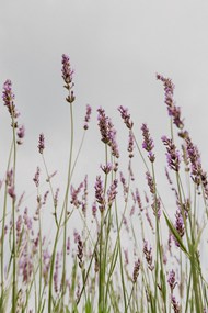 紫色花草高清图片