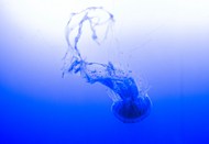 蓝色深海软体水母图片下载