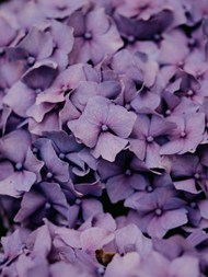 小清新紫色花卉精美图片