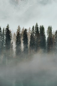 雾气弥漫的森林图片大全