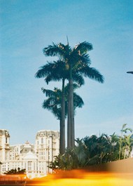 欧洲街头棕榈树和建筑精美图片