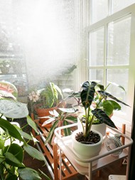 阳光照射下的盆栽精美图片