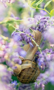 紫色花穗蜗牛高清图片