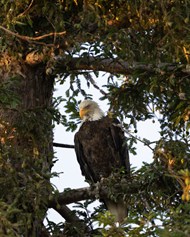 站在树杈上的秃鹰高清图片