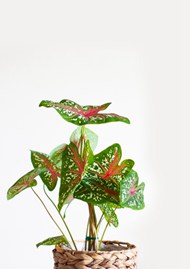 绿色清新盆栽植物图片素材