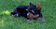 绿草地上的约克夏犬精美图片