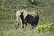 大型野生大象图片素材