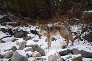 冬季野狼图片下载
