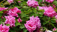 花园玫瑰花朵绽放精美图片