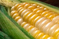 黄色玉米粒特写图片素材