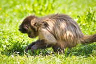 灵长类猿猴图片下载
