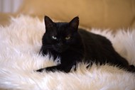 黑色宠物猫咪图片大全
