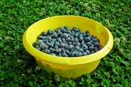 新鲜采摘蓝莓浆果高清图片