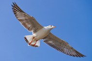 海鸥展翅飞翔精美图片