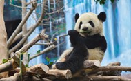 树堆上的大熊猫图片下载