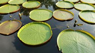 池塘莲蓬荷叶精美图片