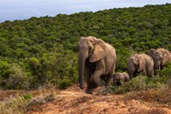 大象群迁徙图片素材