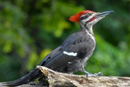 红冠黑啄木鸟图片素材