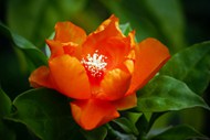 橙色花朵开放精美图片