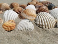 海滩漂亮贝壳图片素材