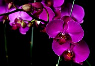 蝴蝶兰紫色花朵图片素材