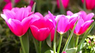 粉色郁金香花朵绽放图片素材