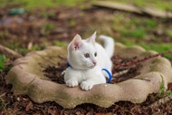 可爱白色家养猫咪图片素材