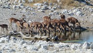 一群羚羊喝水高清图片