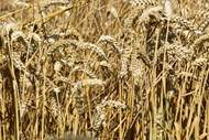 原野小麦成熟精美图片