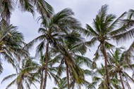 低角度拍摄椰子树高清图片
