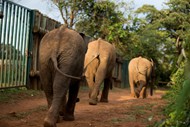 三只大象散步精美图片