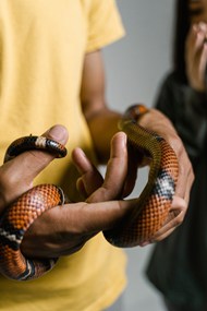 一个手里抱着一条蛇特写高清图片