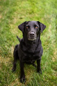 黑色拉布拉多猎犬图片素材