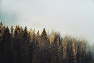 清晨树林雾气风景图片大全