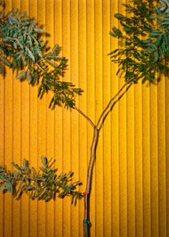黄色墙壁与绿叶树枝高清图片