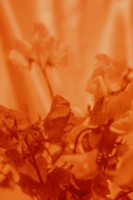 微距橙色植物花朵图片大全