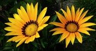 黄色非洲雏菊花朵高清图片