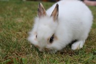 可爱白色宠物兔高清图片