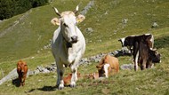 高原牧场奶牛精美图片