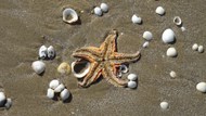 沙滩海星贝壳图片下载