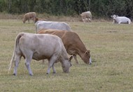 户外农牧场奶牛群图片素材