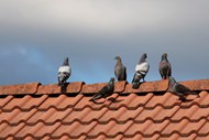 屋顶上的鸽子高清图片