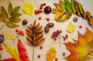 秋季背景元素高清图片