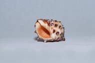 海螺钉高清图片