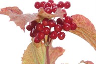 秋季红浆果成熟精美图片