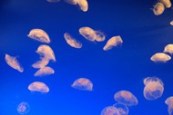 透明海洋水母高清图片