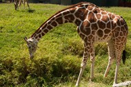 低头吃草的长颈鹿高清图片