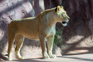 动物园大狮子观赏图片素材