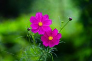 灿烂粉红色小花朵精美图片